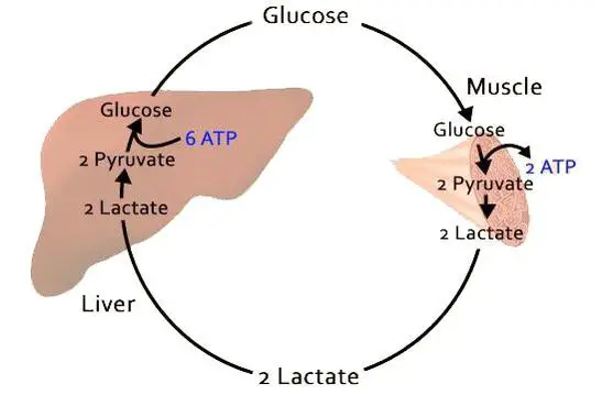 Why Lactate and Lactic Acid Are Not Toxins