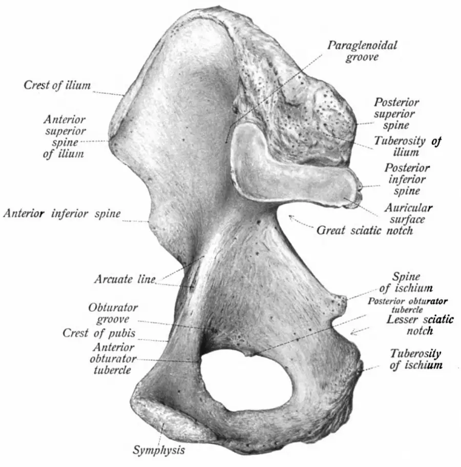 sacroiliac joint pain articular