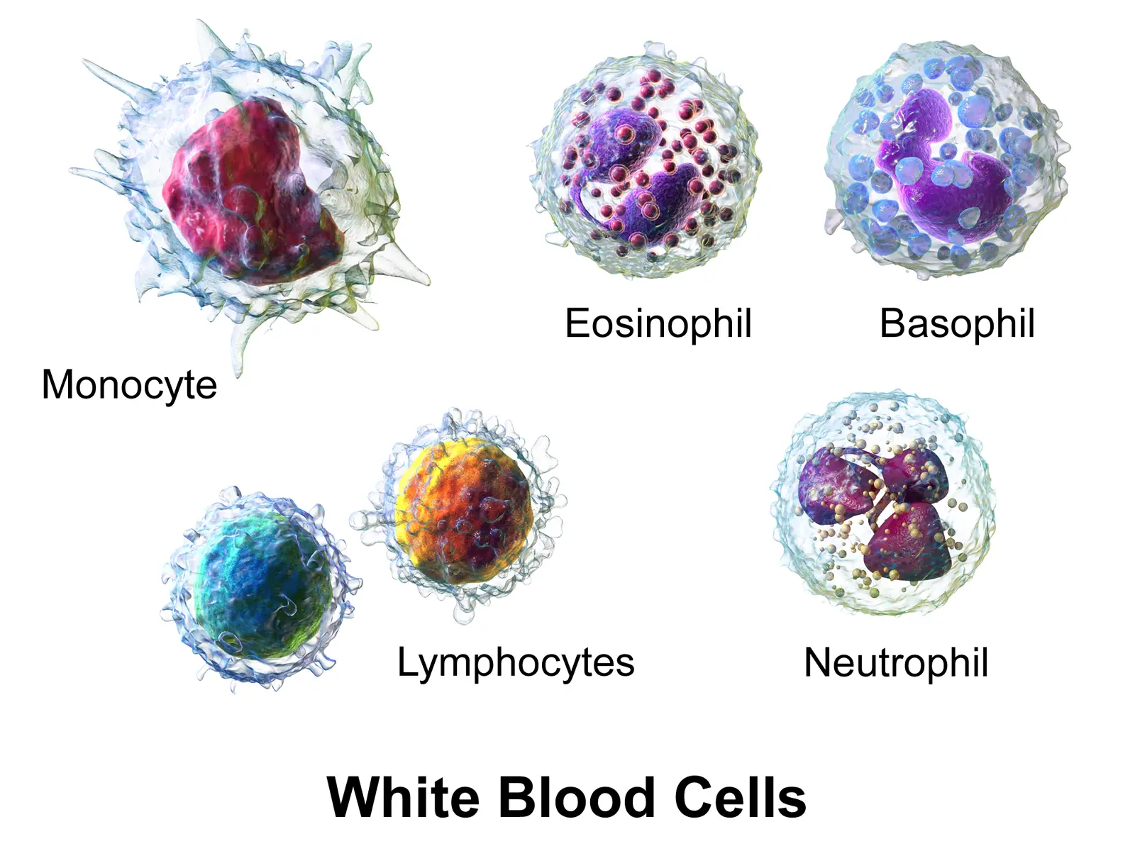 white blood cells immune system pain