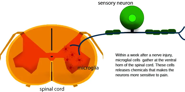 neuron spinal cord immune cells microglia pain