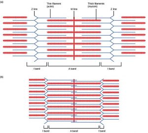 muscle contraction myofascial pain syndrome