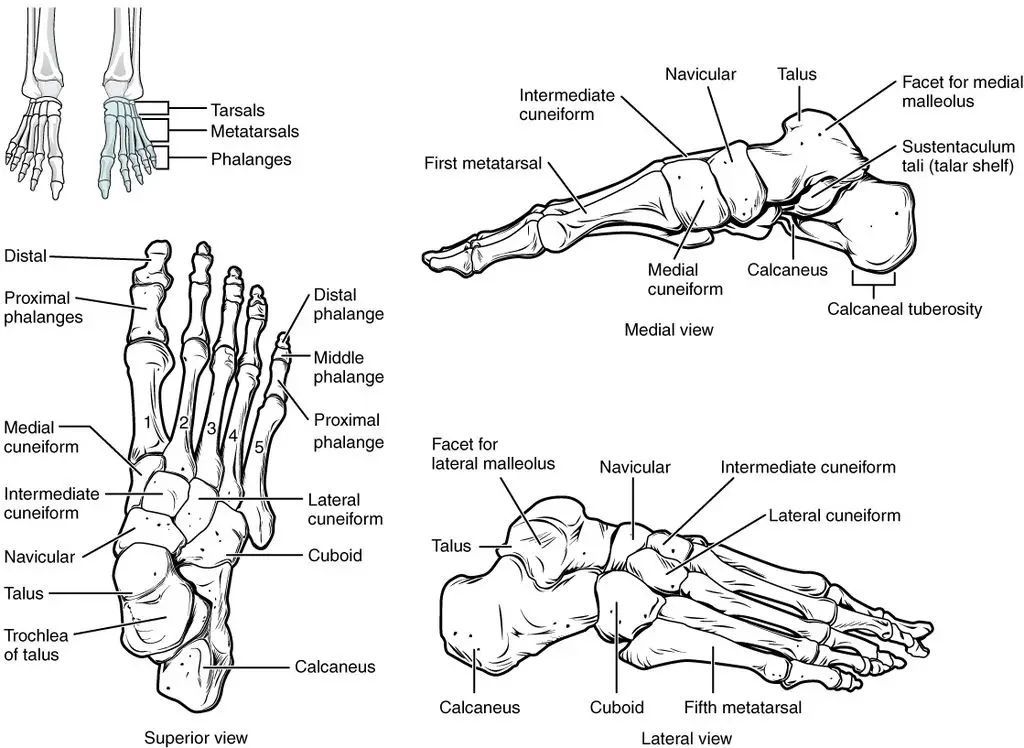 foot anatomy 