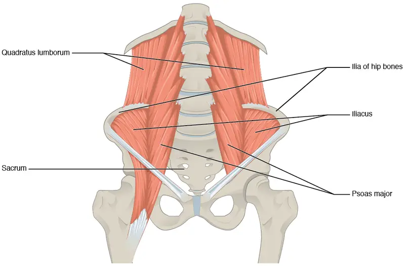 hip flexor iliopsoas anatomy