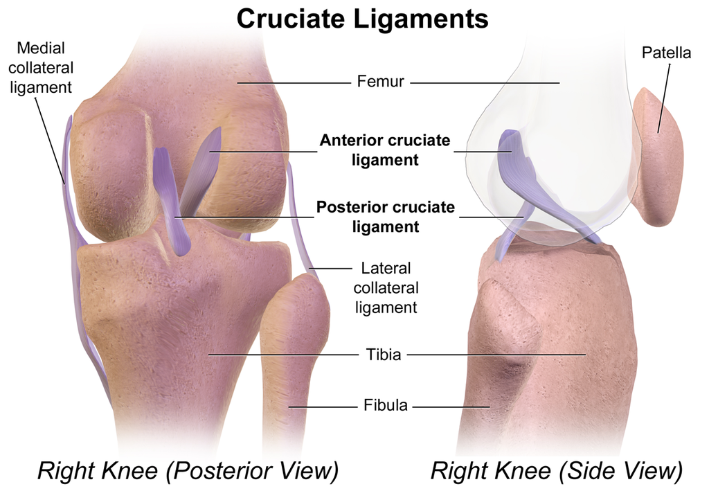 knee ligaments