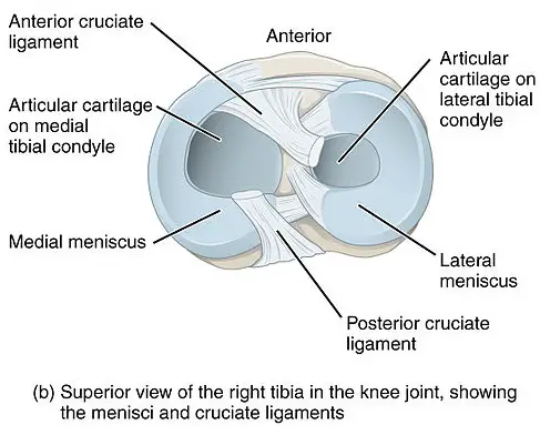 articulate cartilages and knee mensicus