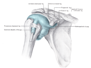 shoulder joint anatomy