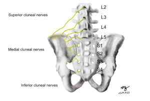 cluneal nerves posterior view