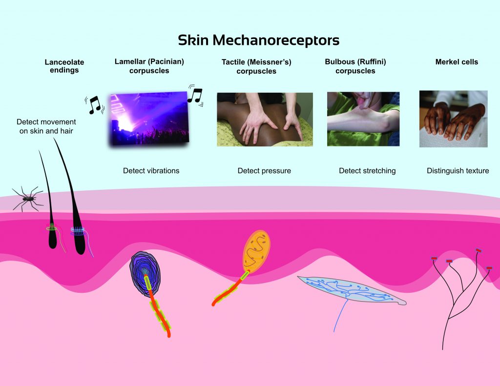 touch receptors in skin