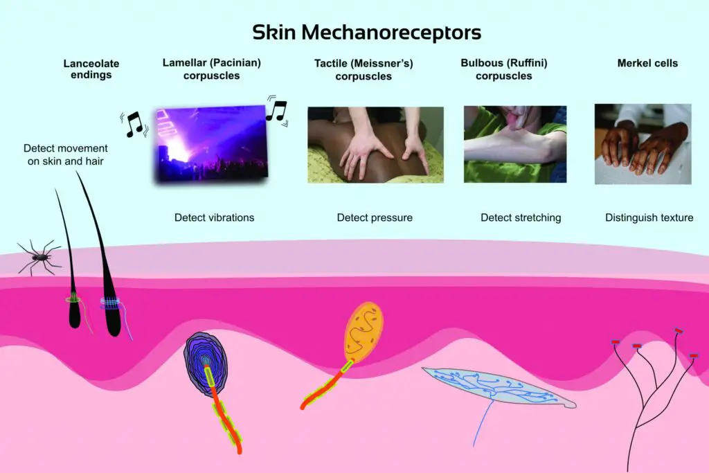 touch receptors in skin