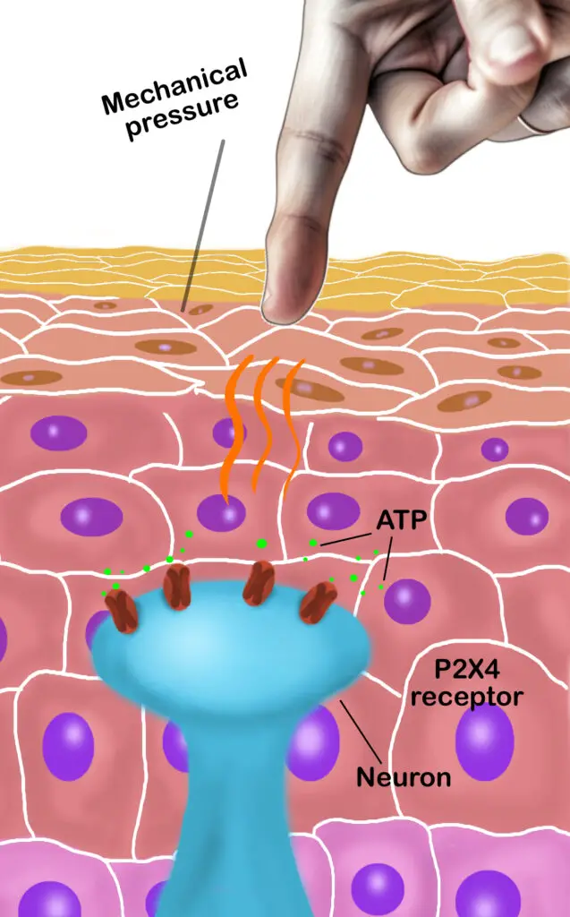 keratinocytes with neuron that detects touch