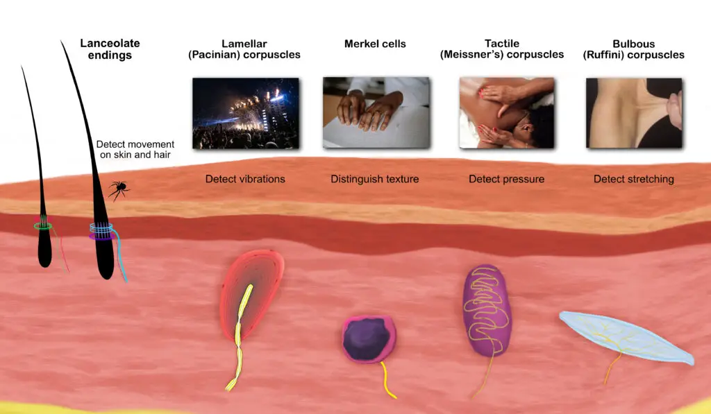 Mechanoreceptors in the skin