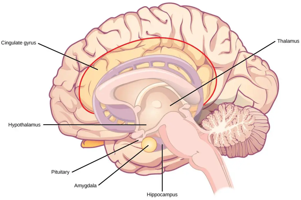 brain anatomy with hypothalamus, thalamus, pituitary gland, cingulate gyrus, hippocampus, amygdala