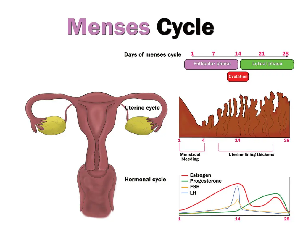 Can Massage Speed Up Period