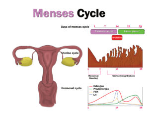 menstruaton cycle
