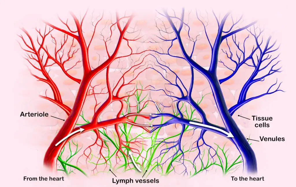 blood vessels and lymph vessels fluid flow