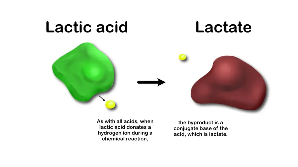 difference between lactic acid and lactate, hydrogen ion donation