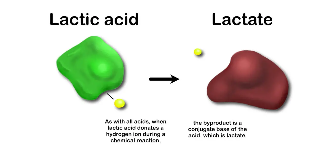 Difference Between Lactic Acid and Lactate