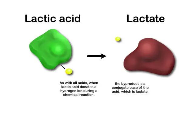 Difference Between Lactic Acid and Lactate
