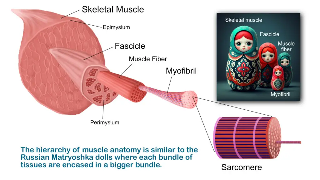 muscle contraction myofibrils sarcomeres