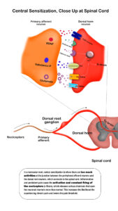 central sensitization and peripheral sensitization on the molecular level.