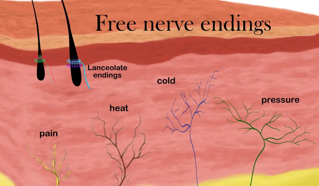 free nerve endings in the skin