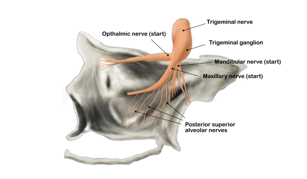trigeminal nerve with opthalmic, maxillary, and mandibular nerves