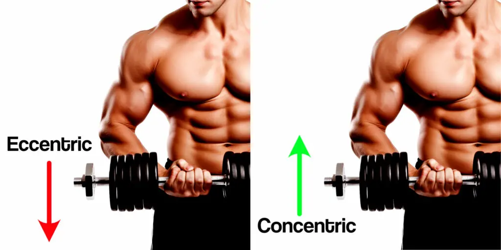 comparison of concentric muscle contraction vs eccenctric contraction with a man doing a bicep curl with a dumbbell