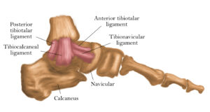 medial ankle ligaments
