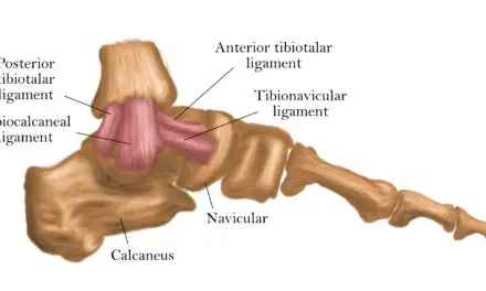 Anatomy of the Medial Ankle Ligaments and Injuries
