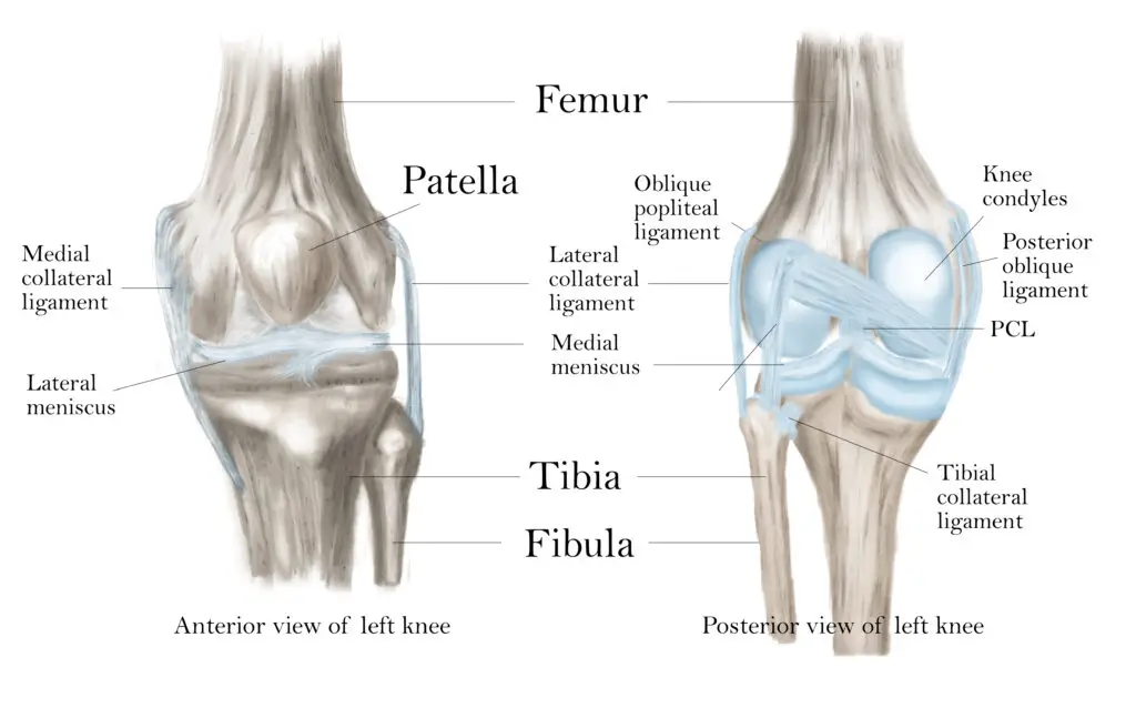 anterior and posterior knee ligaments