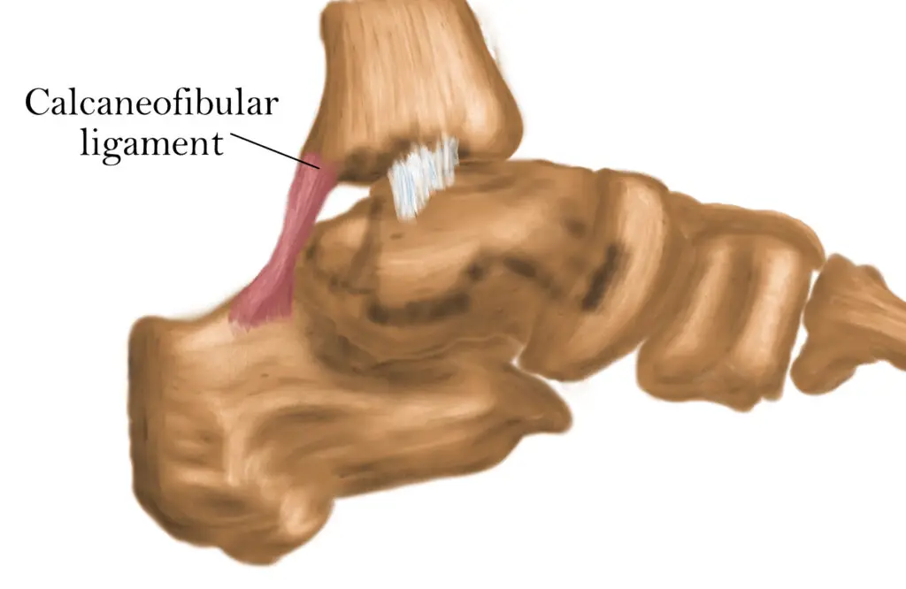 calcaneofibular ligament