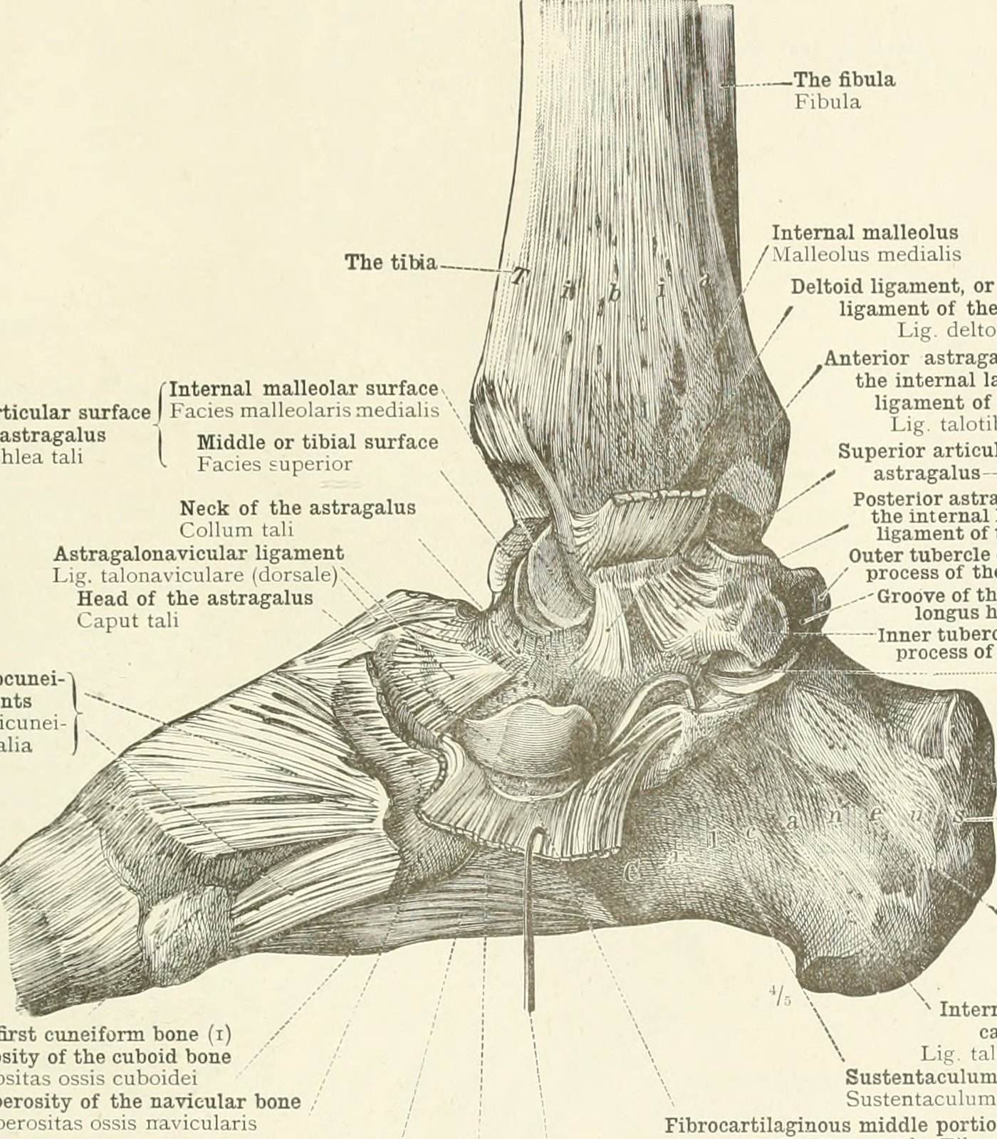 anatomy-of-the-medial-ankle-ligaments-and-injuries-massage-fitness