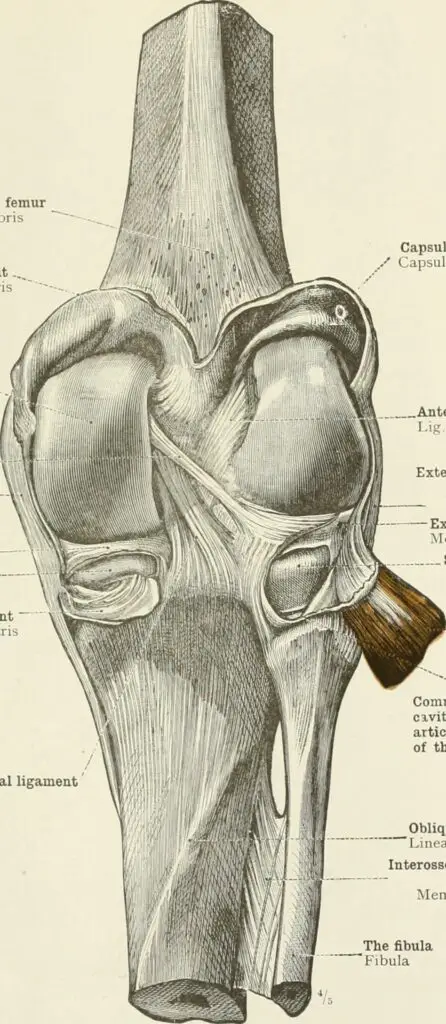 illustration of posterior knee ligaments