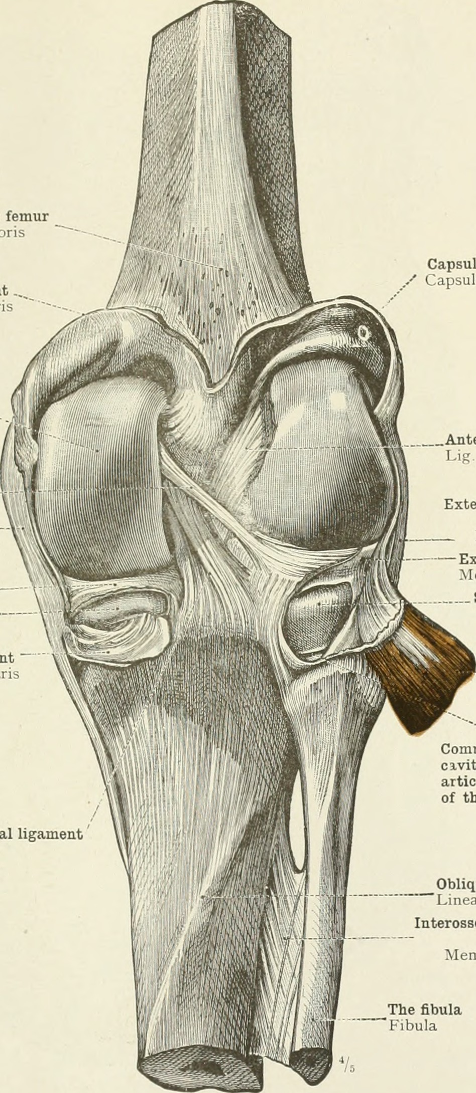 how-long-does-it-take-for-a-stretched-knee-ligament-to-heal-massage