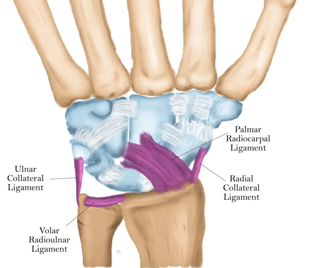 ligaments of the wrist