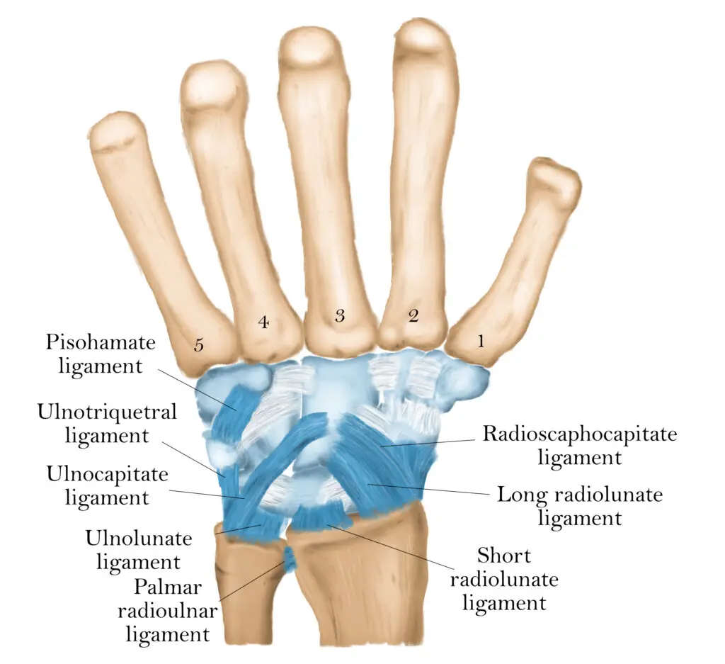 superficial wrist ligaments