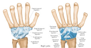 wrist ligaments anatomy