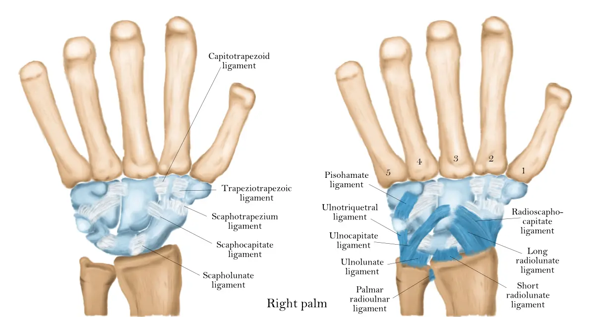 Wrist Ligaments Anatomy and Injuries