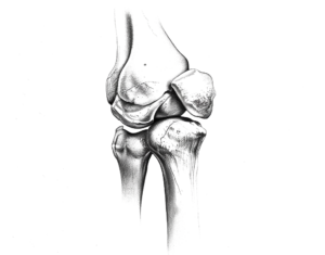 knee joint illustration, black and white