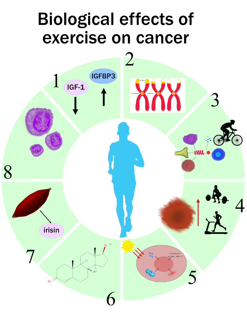 How exercise can reduce your risk of cancer—Part 1: Biological ...